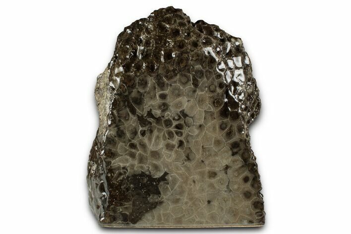 Free-Standing, Petoskey Stone (Fossil Coral) Section - Michigan #356978